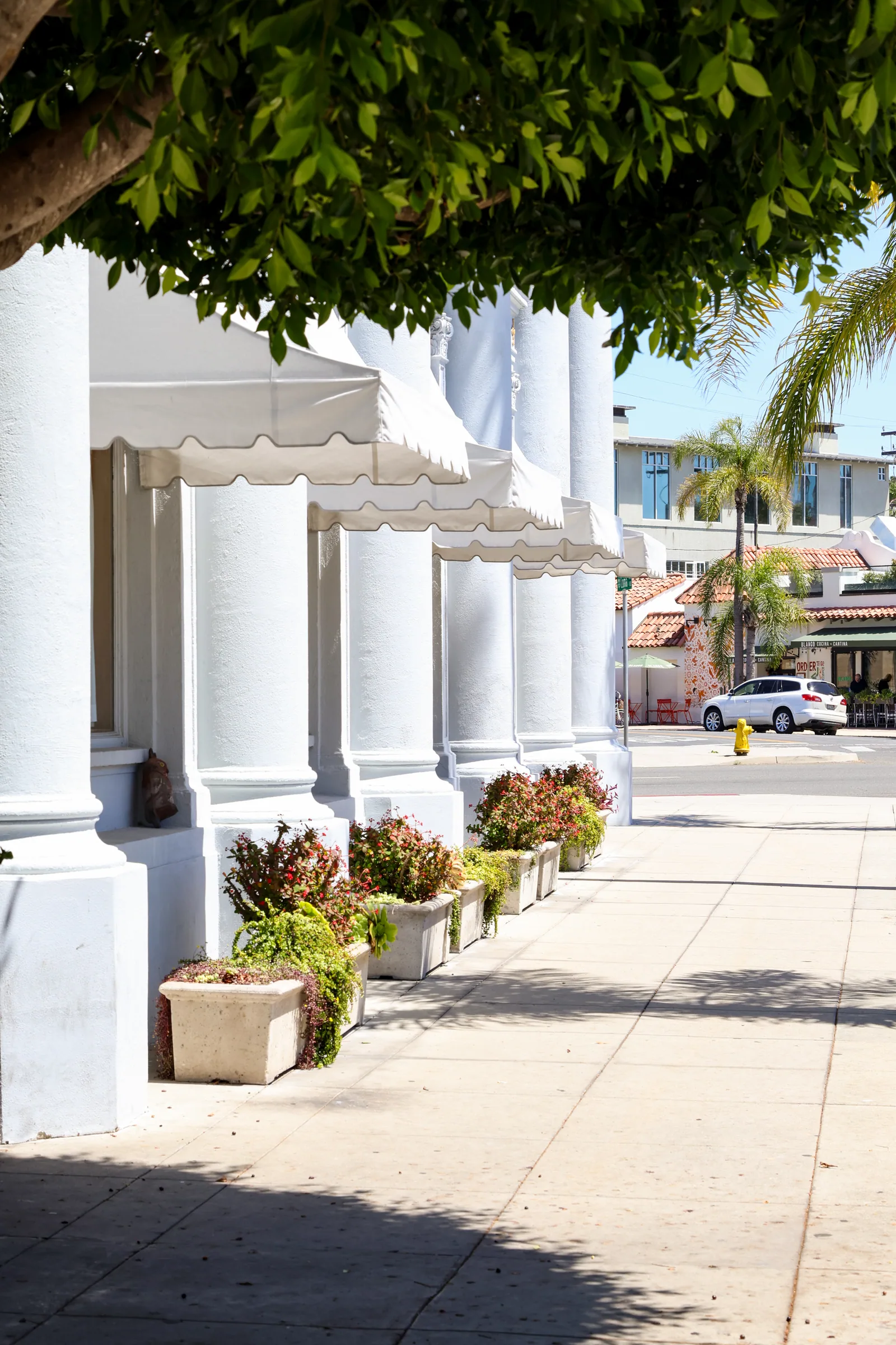 Planters along the Banc of California storefront in Coronado, maintained by Ecosystem Landscaping