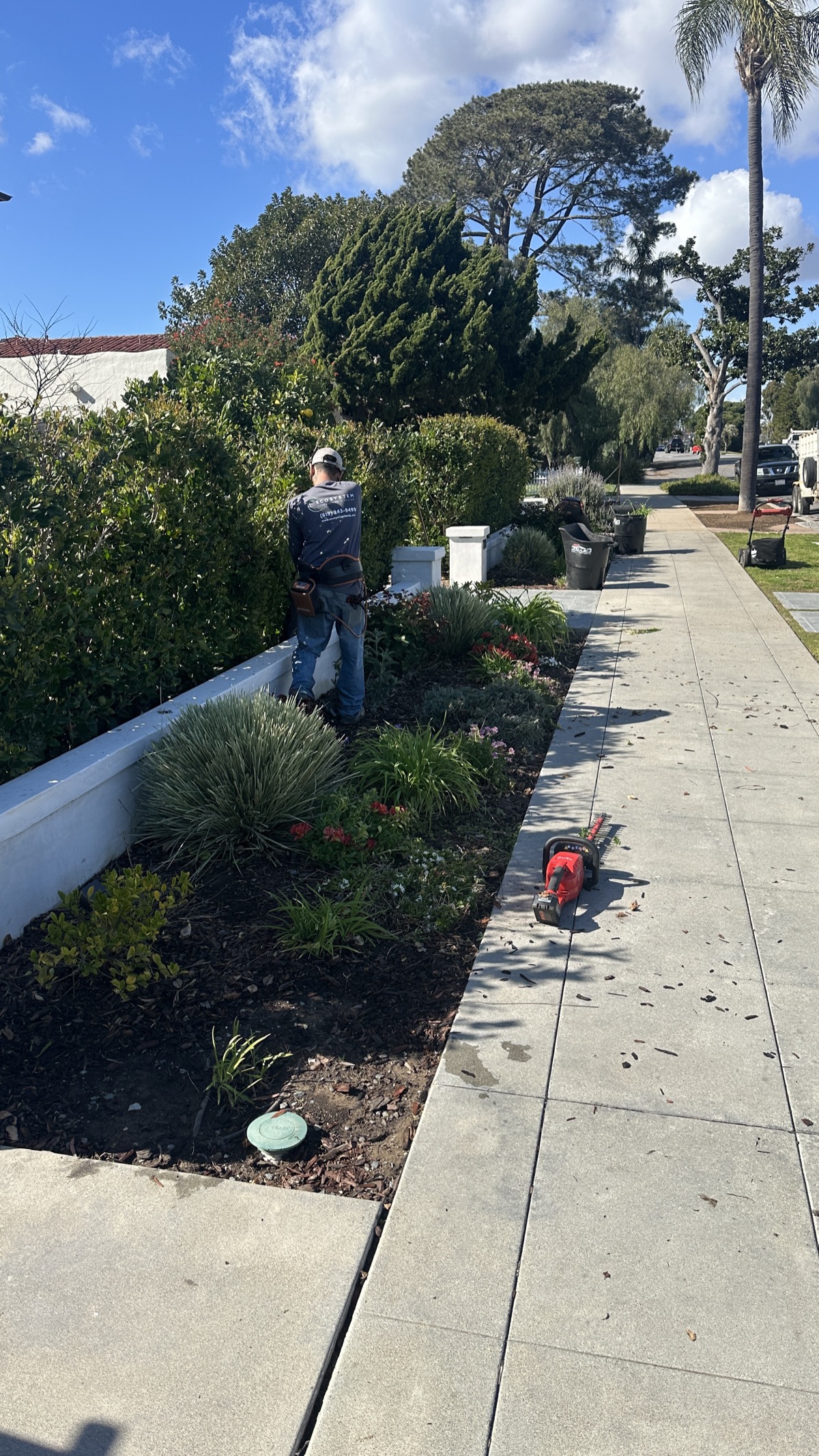 Coronado landscape installation by Ecosystem Landscaping
