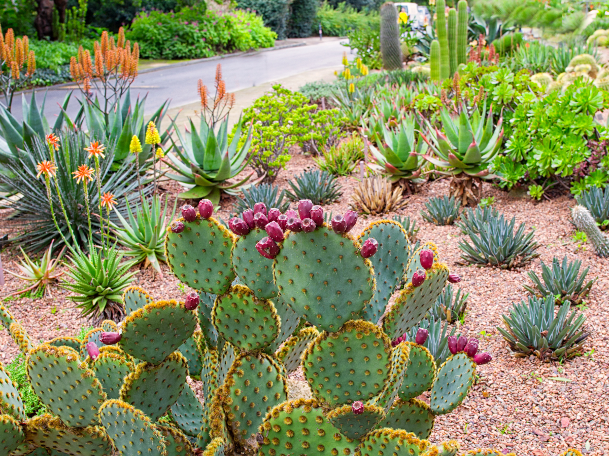 Garden with cactus and succulents.