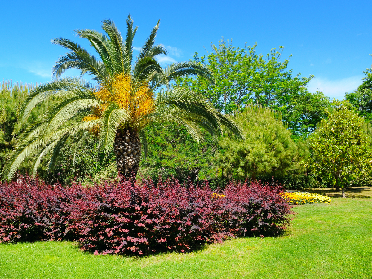 Manicured landscape with palm tree