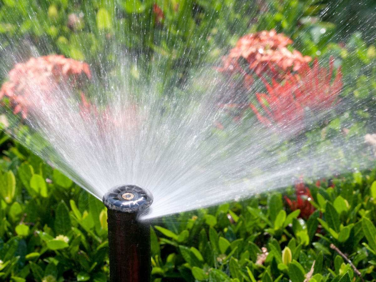 Sprinkler watering flowers and foliage.