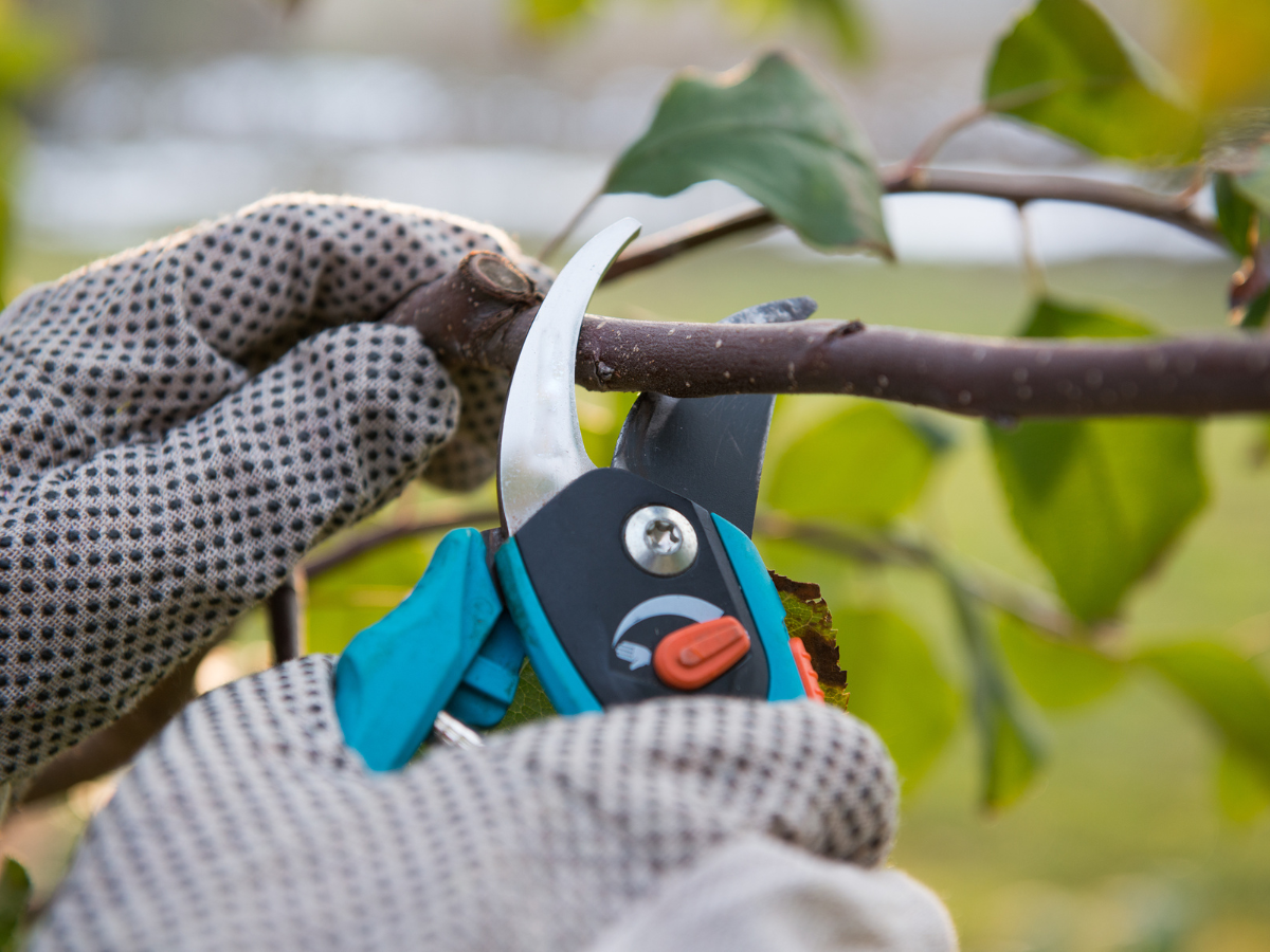 Worker wearing gloves and pruning a tree.